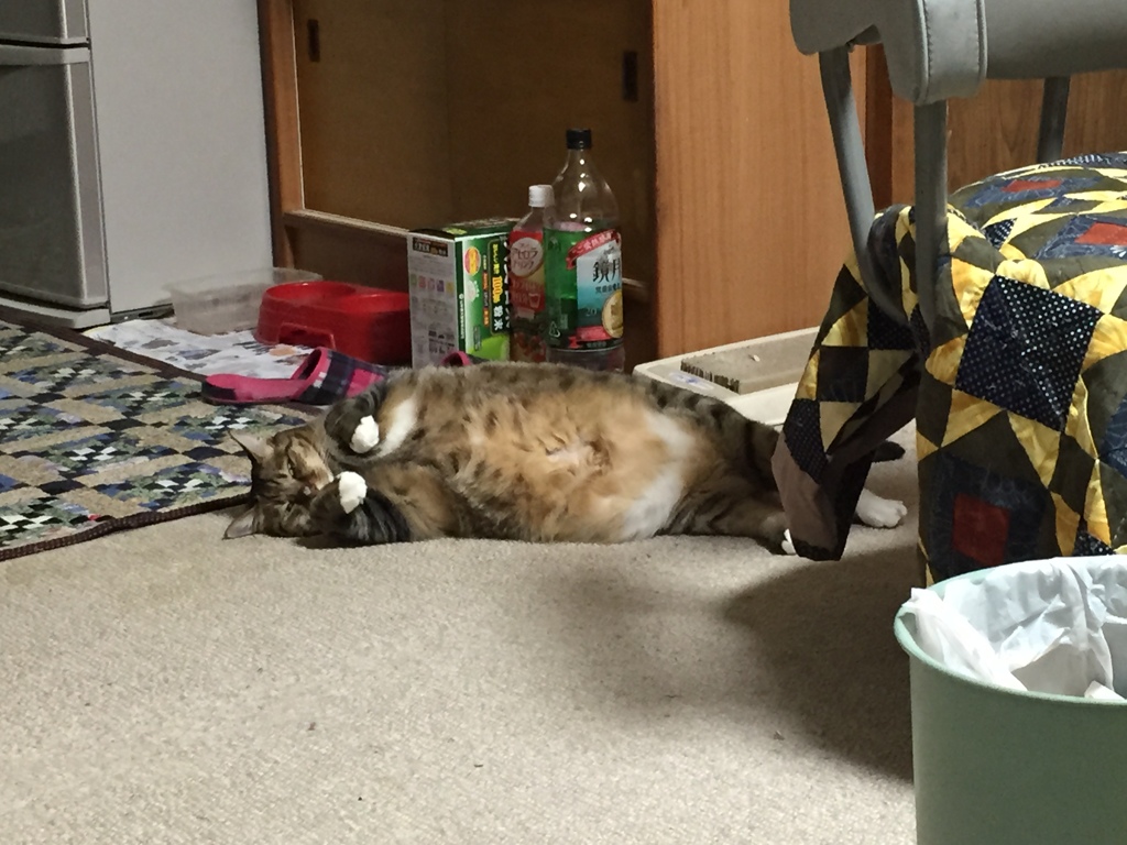 アザラシ兼ねこ