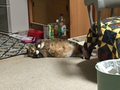 アザラシ兼ねこ