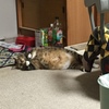 アザラシ兼ねこ