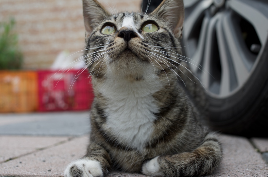 何くれるにゃん？？？？