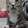 何くれるにゃん？？？？