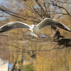 IMG_9793
