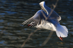 Img_8777Trim