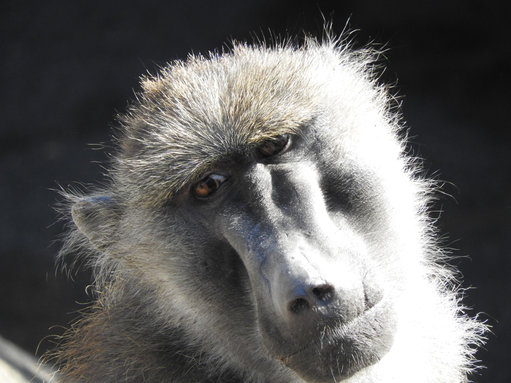 ん？どうした？