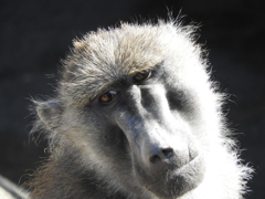 ん？どうした？