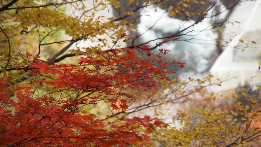 紅葉と滝