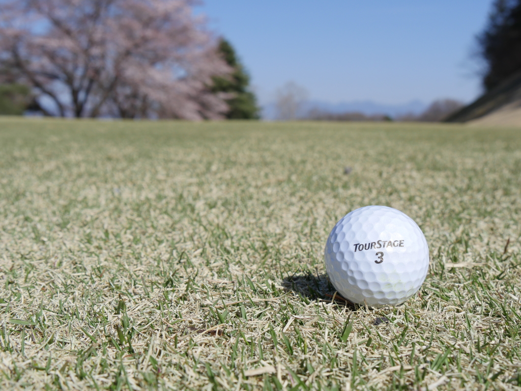 ゴルフと桜