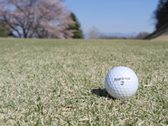ゴルフと桜