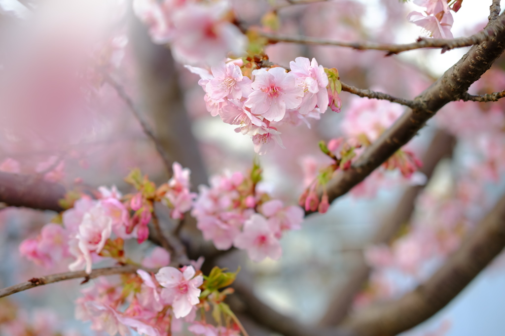 河津桜