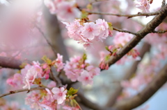 河津桜