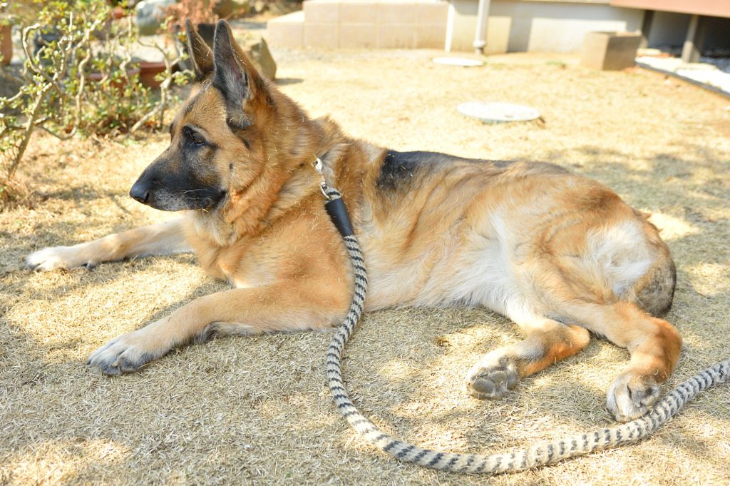 お外で番犬