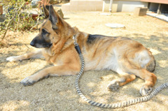お外で番犬