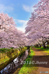 大和の千本桜_VOL4