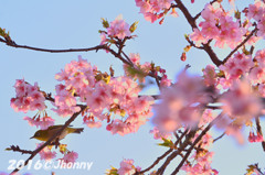 河津桜