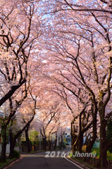 大和の千本桜_VOL1