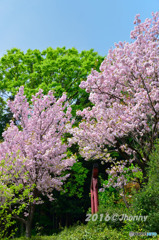 我が家の八重桜