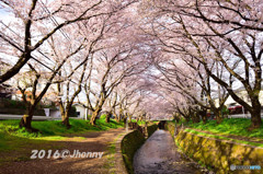 大和の千本桜_VOL2