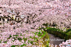 大和の千本桜_VOL3