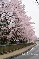 桜