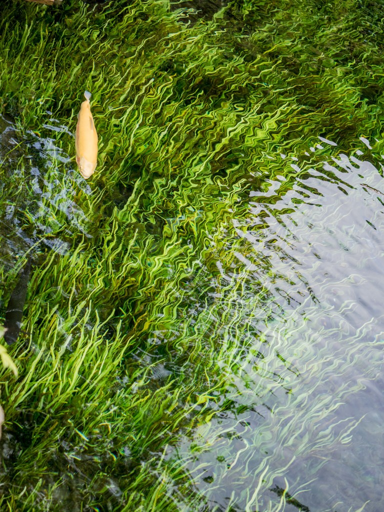 忍野八海