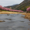 河津川早春 Ⅰ