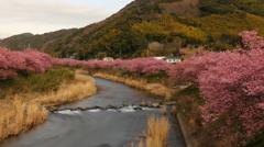 河津川早春 Ⅱ