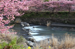 河津川早春 Ⅲ