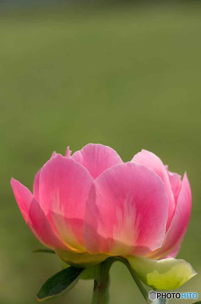 あなたにお花を