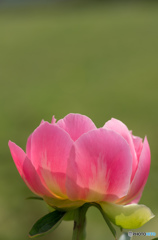 あなたにお花を