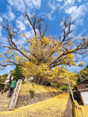 下城の大イチョウ