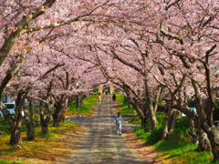 円応寺の桜のトンネル