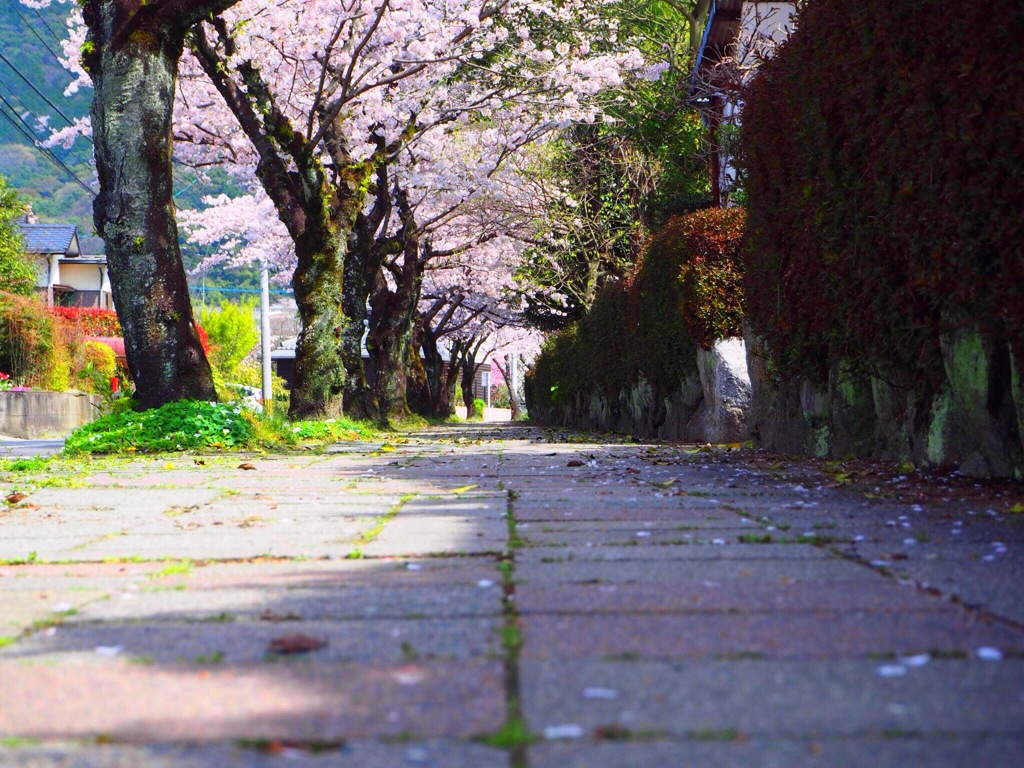 桜並木