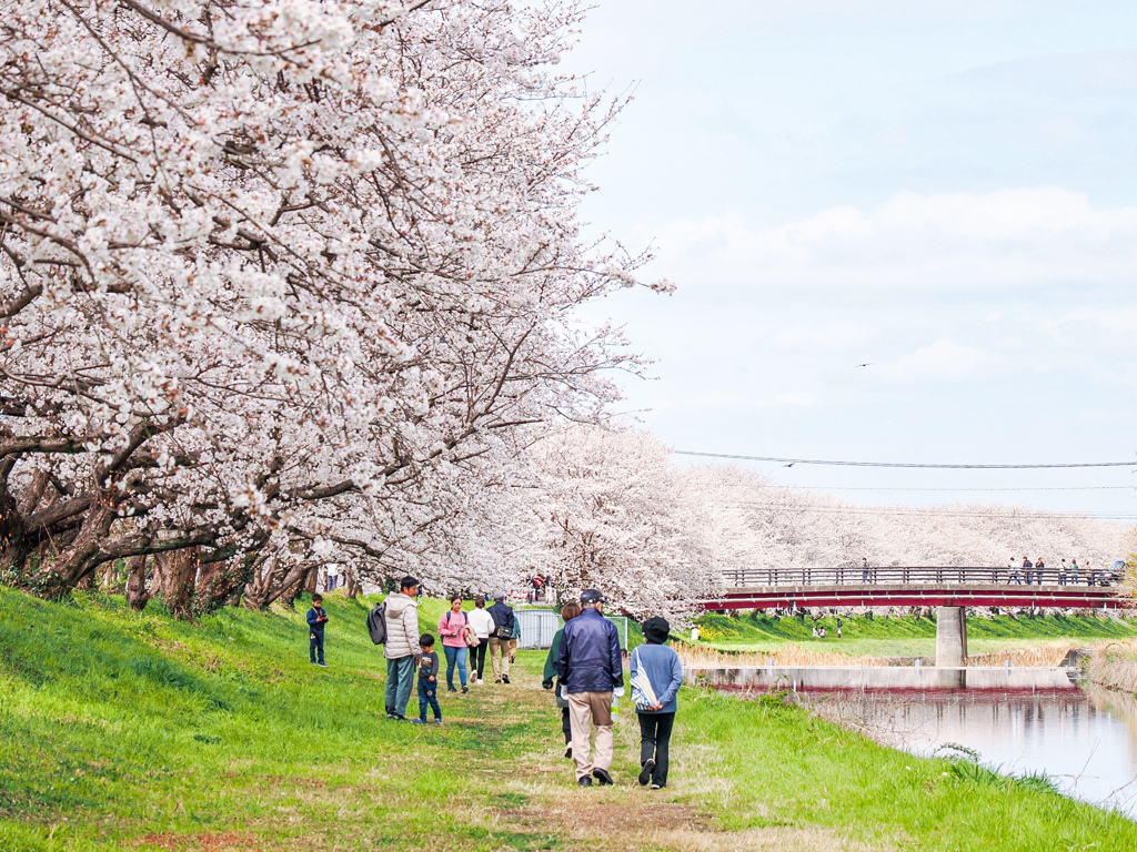 流川の桜並木