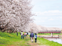 流川の桜並木