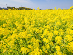 筵内菜の花公園