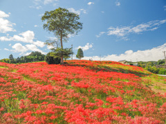 社が丘花公園