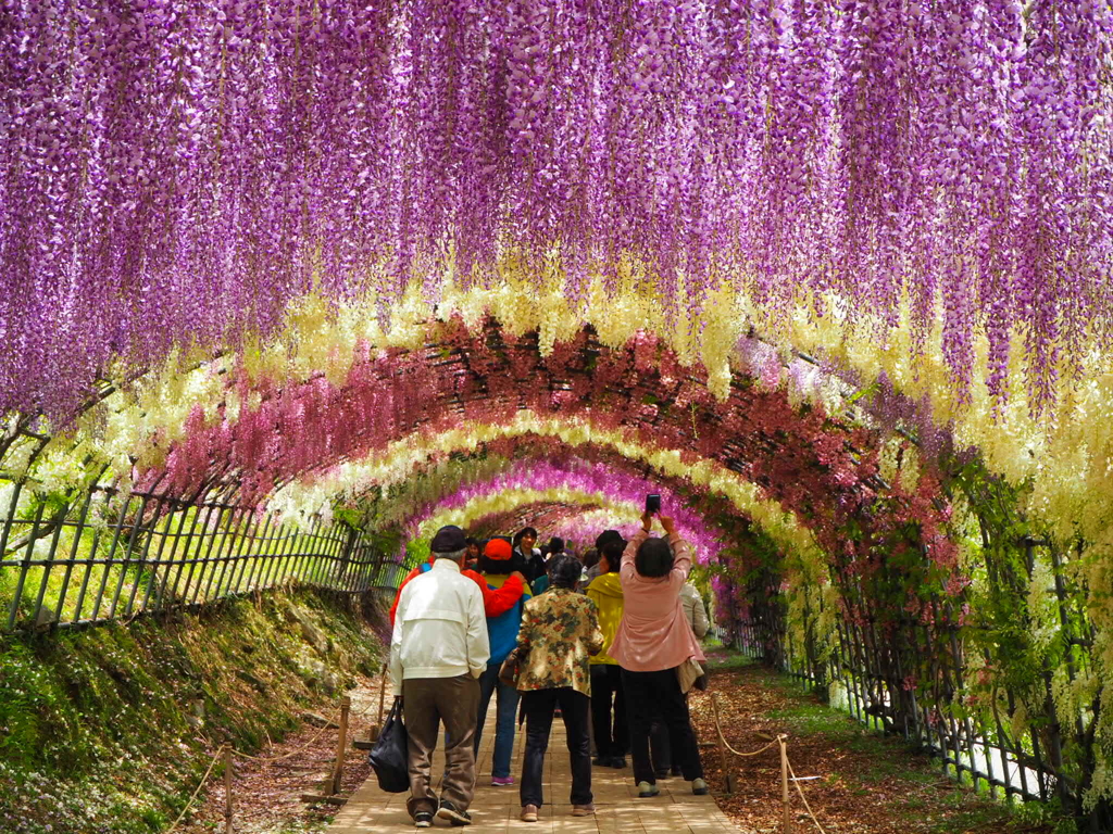 河内藤園