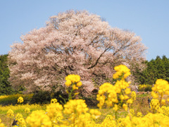 馬場の山桜