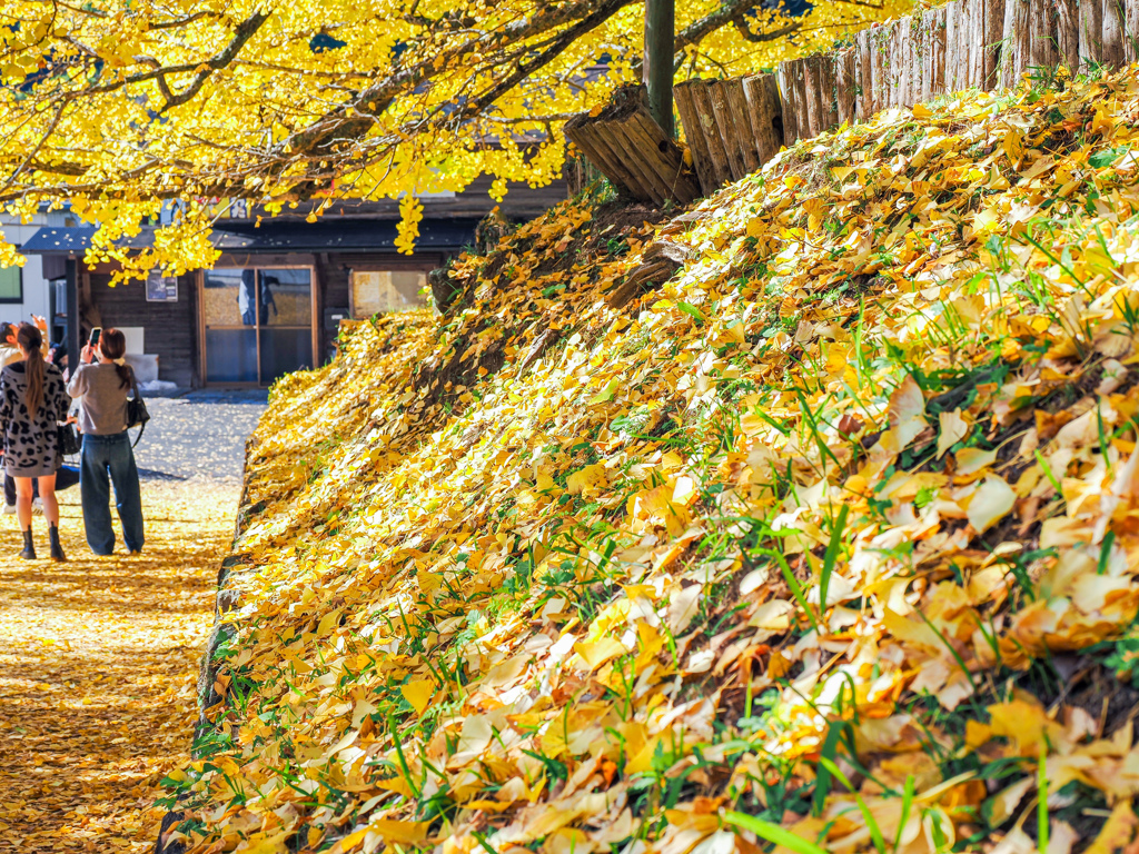 下城の大イチョウ