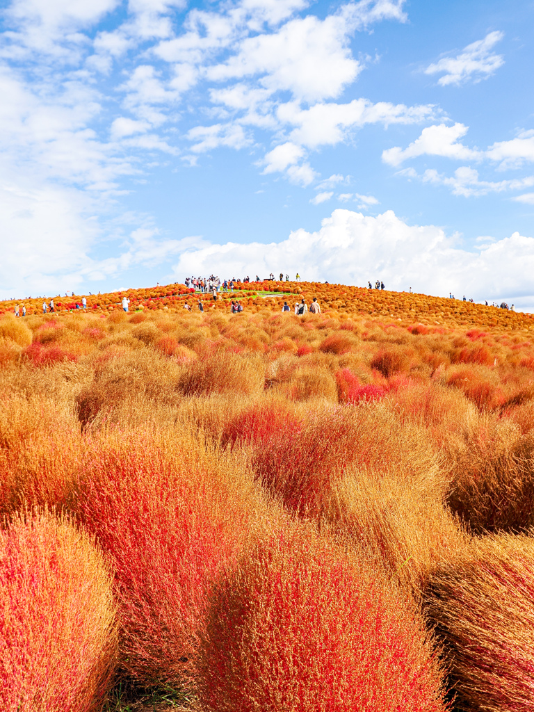 ひたちなか海浜公園
