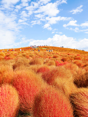 ひたちなか海浜公園