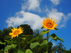 秋のひまわり。