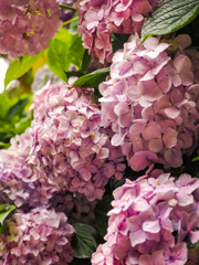 雨上がりの紫陽花