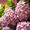 雨上がりの紫陽花