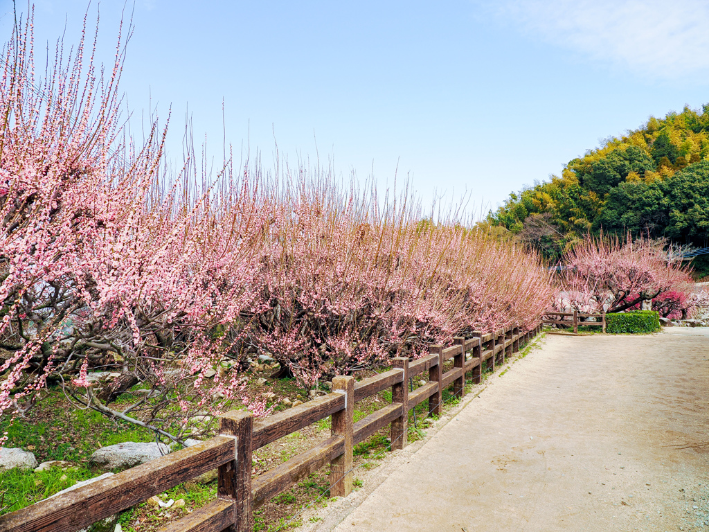 普光寺の臥龍梅