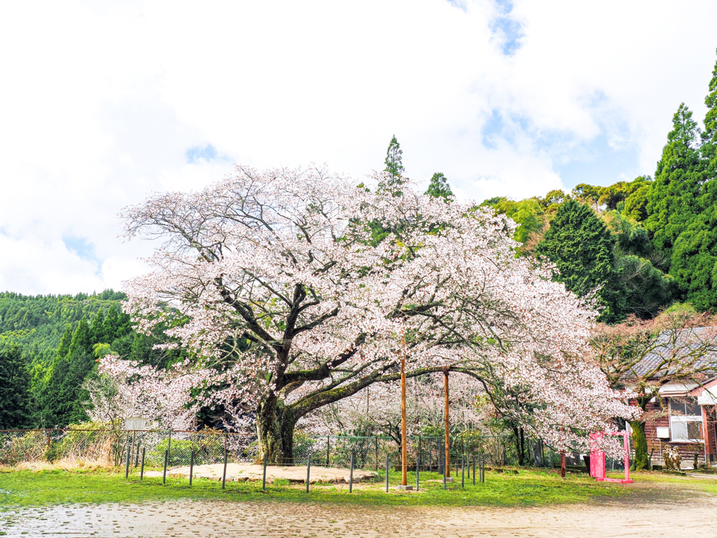久保山の一本桜