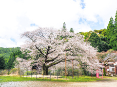 久保山の一本桜