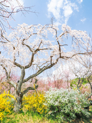 原谷苑