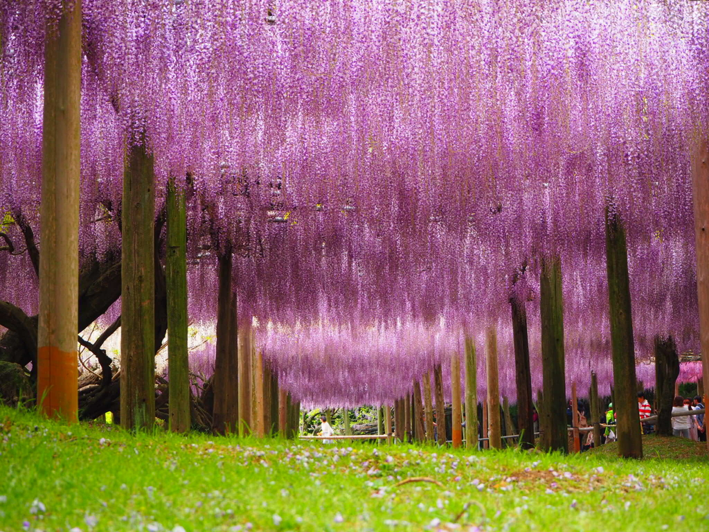 河内藤園