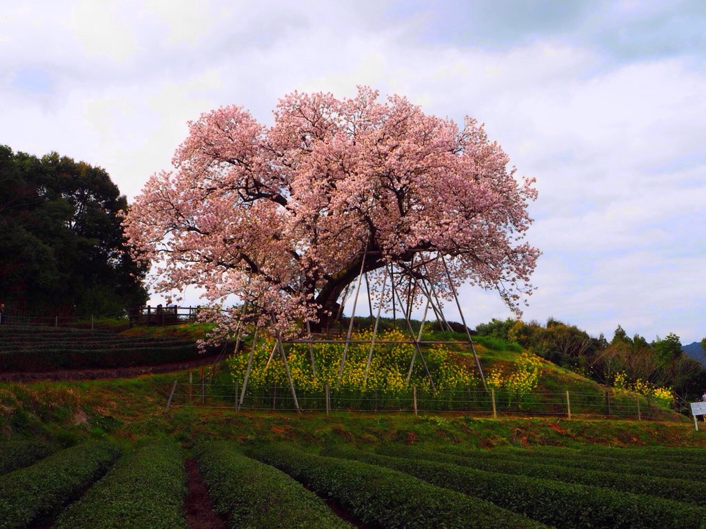 百年桜